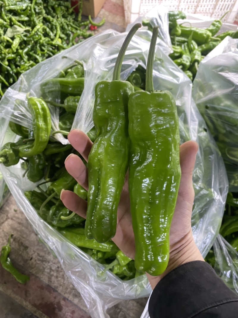 芜湖产区八号椒，一手货源，保质保量