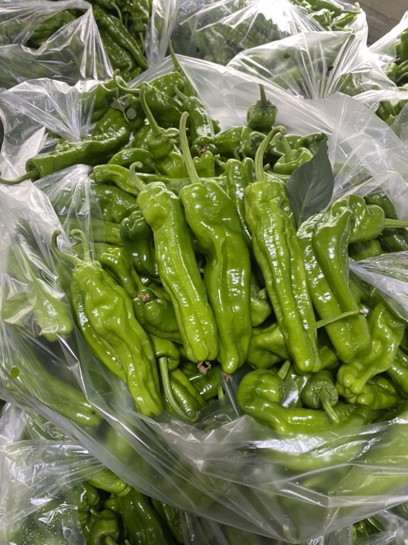 芜湖产区八号椒，一手货源，保质保量