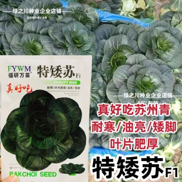 特矮苏青菜种子耐寒油菜真好吃苏州青种子矮脚油亮苏州青种籽