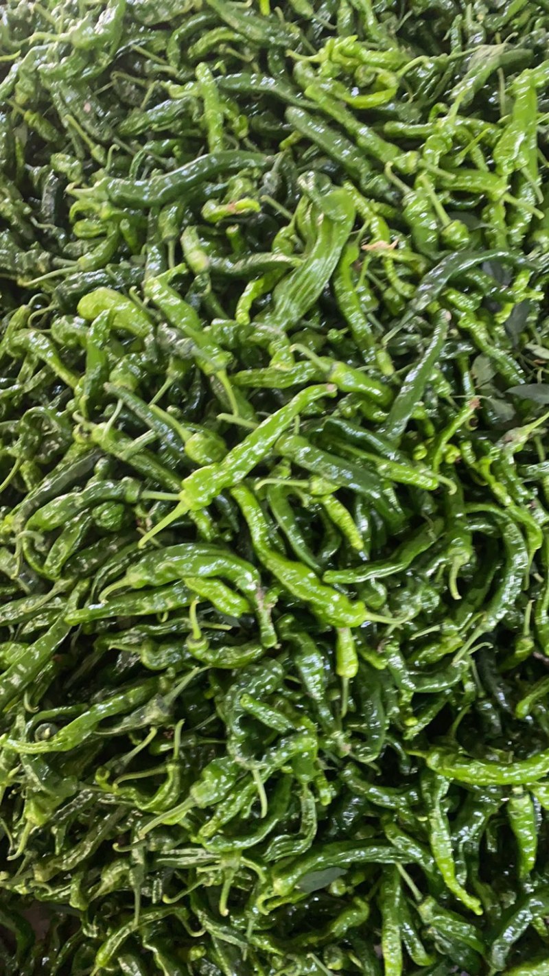 芜湖产区八号椒，一手货源，保质保量