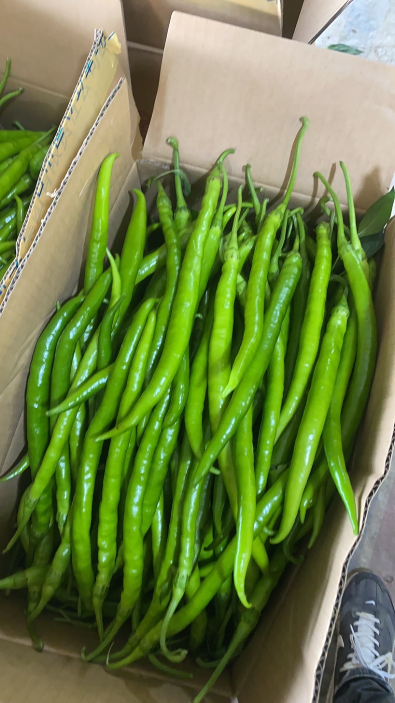 芜湖产区八号椒，一手货源，保质保量