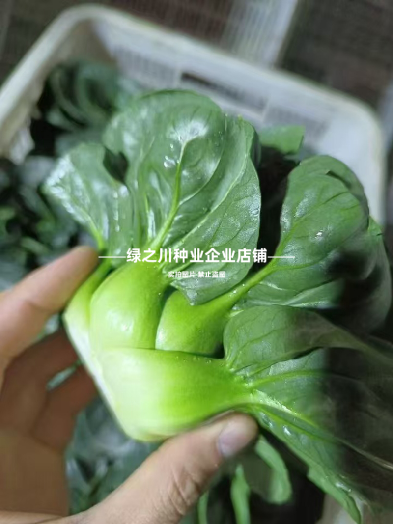 特矮苏青菜种子耐寒油菜真好吃苏州青种子矮脚油亮苏州青种籽