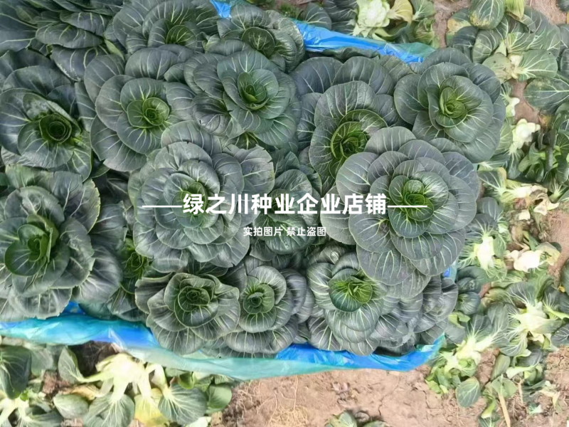 特矮苏青菜种子耐寒油菜真好吃苏州青种子矮脚油亮苏州青种籽