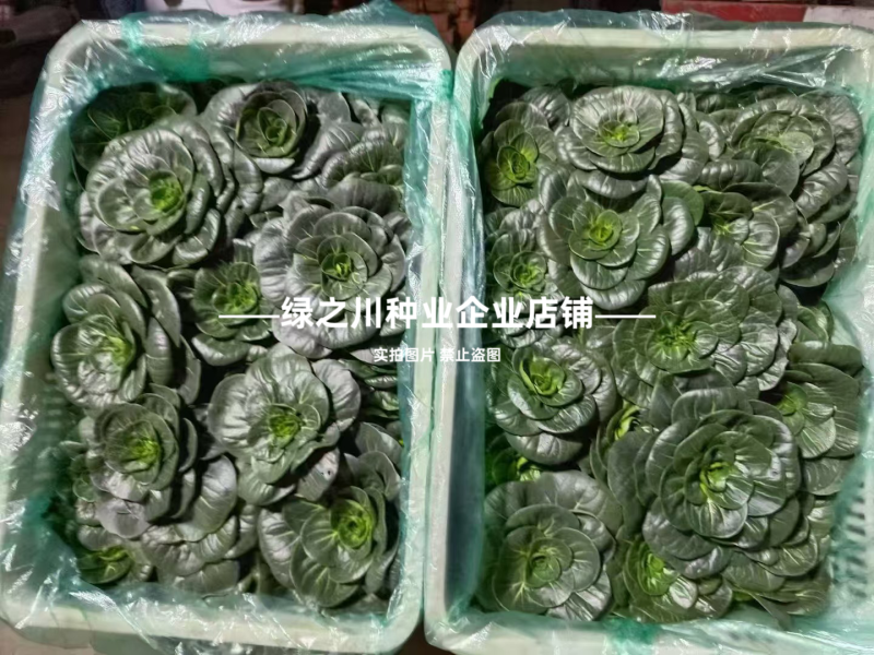 特矮苏青菜种子耐寒油菜真好吃苏州青种子矮脚油亮苏州青种籽