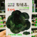 特矮苏青菜种子耐寒油菜真好吃苏州青种子矮脚油亮苏州青种籽