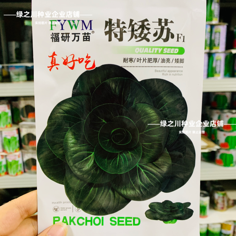 特矮苏青菜种子耐寒油菜真好吃苏州青种子矮脚油亮苏州青种籽