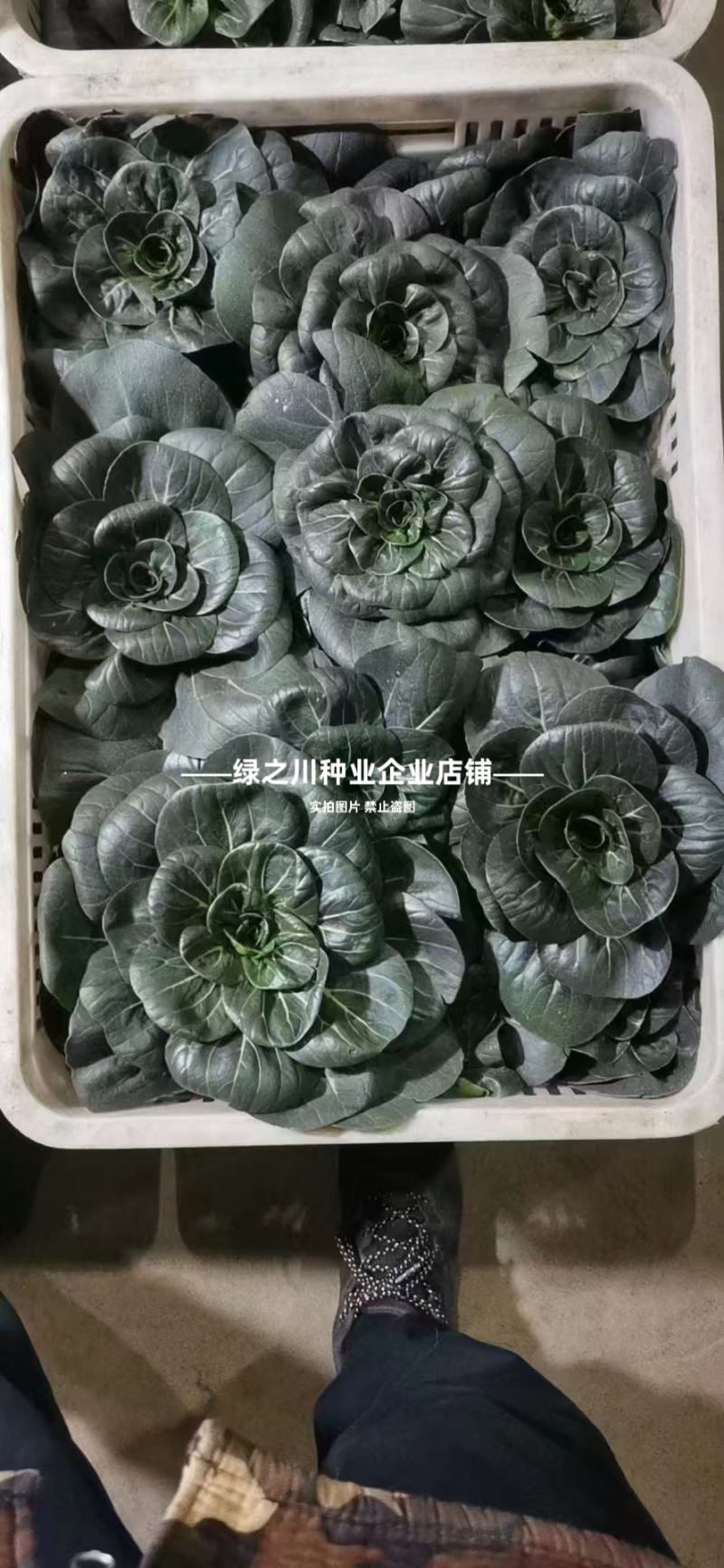 特矮苏青菜种子耐寒油菜真好吃苏州青种子矮脚油亮苏州青种籽