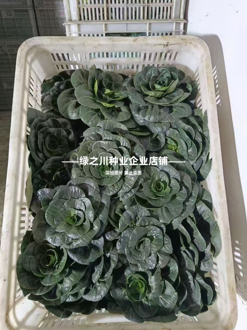 特矮苏青菜种子耐寒油菜真好吃苏州青种子矮脚油亮苏州青种籽