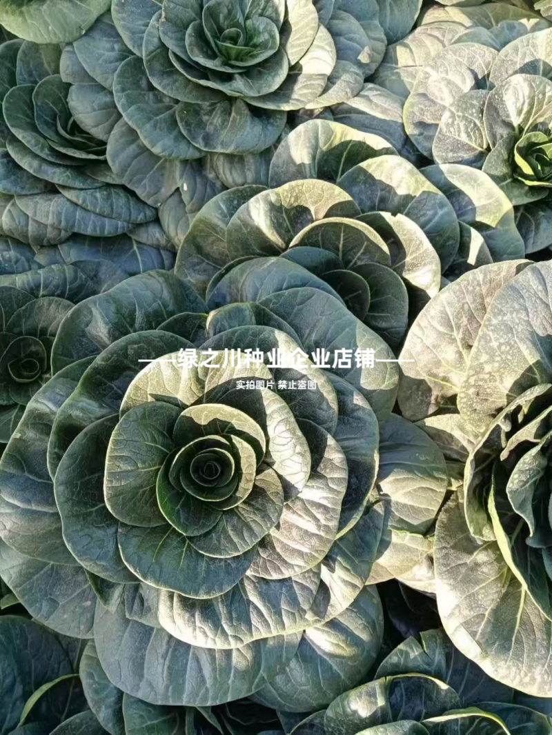 特矮苏青菜种子耐寒油菜真好吃苏州青种子矮脚油亮苏州青种籽