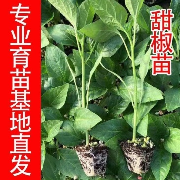 甜辣椒苗彩椒苗黄椒苗绿椒苗红椒苗根系发达成活高