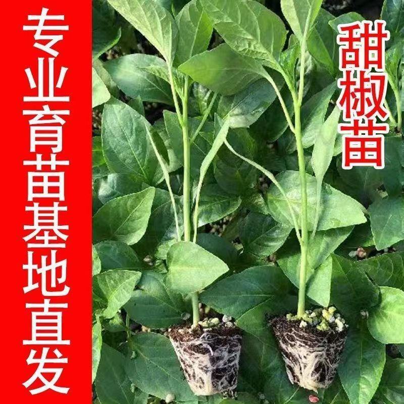 甜辣椒苗彩椒苗黄椒苗绿椒苗红椒苗根系发达成活高