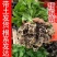 甜辣椒苗彩椒苗黄椒苗绿椒苗红椒苗根系发达成活高