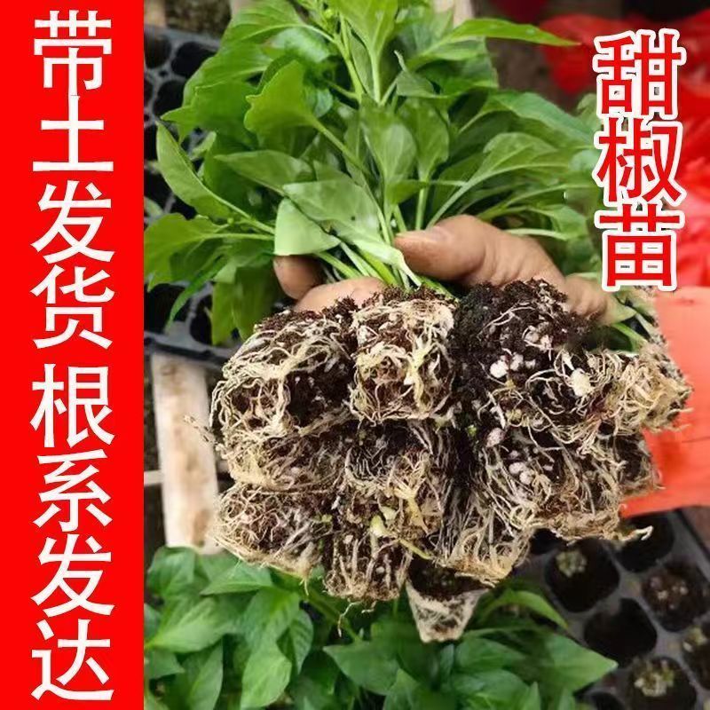 甜辣椒苗彩椒苗黄椒苗绿椒苗红椒苗根系发达成活高