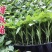 甜辣椒苗彩椒苗黄椒苗绿椒苗红椒苗根系发达成活高