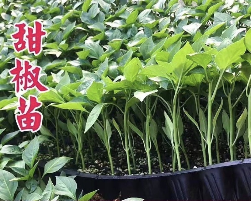 甜辣椒苗彩椒苗黄椒苗绿椒苗红椒苗根系发达成活高