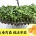 甜辣椒苗彩椒苗黄椒苗绿椒苗红椒苗根系发达成活高