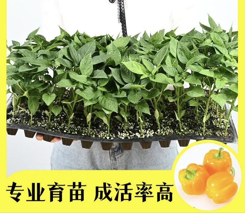 甜辣椒苗彩椒苗黄椒苗绿椒苗红椒苗根系发达成活高