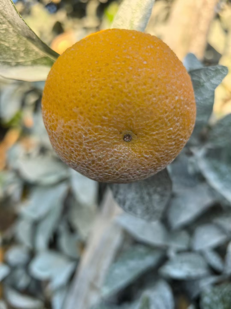 红江橙
