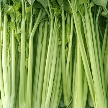 山东芹菜，五指，中粗细，物美价廉，货源充足