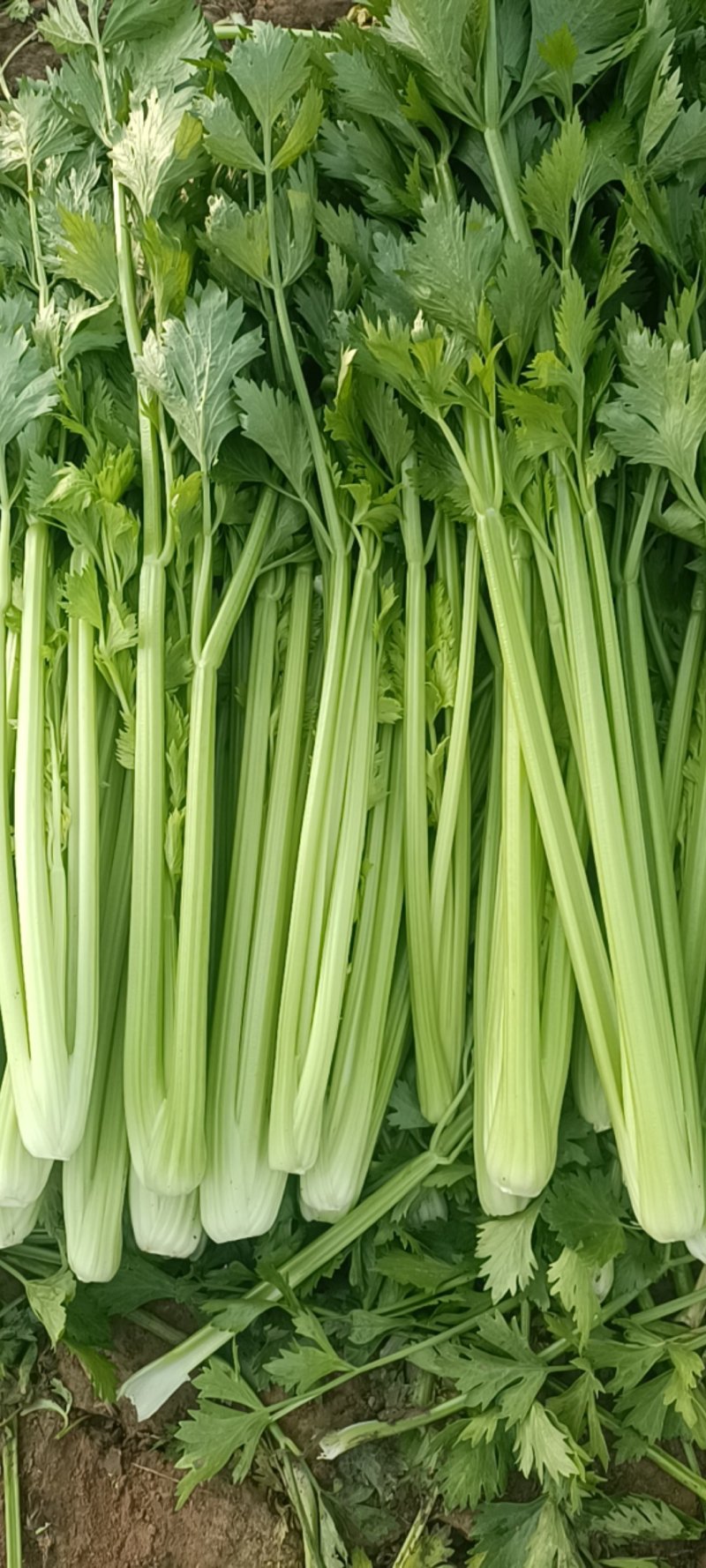 山东芹菜，五指，中粗细，物美价廉，货源充足