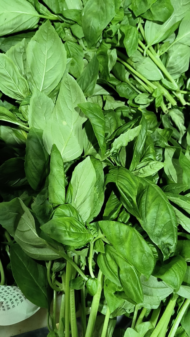 罗勒叶，特菜，泰国菜，花苗，
