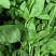 罗勒叶，特菜，泰国菜，花苗，