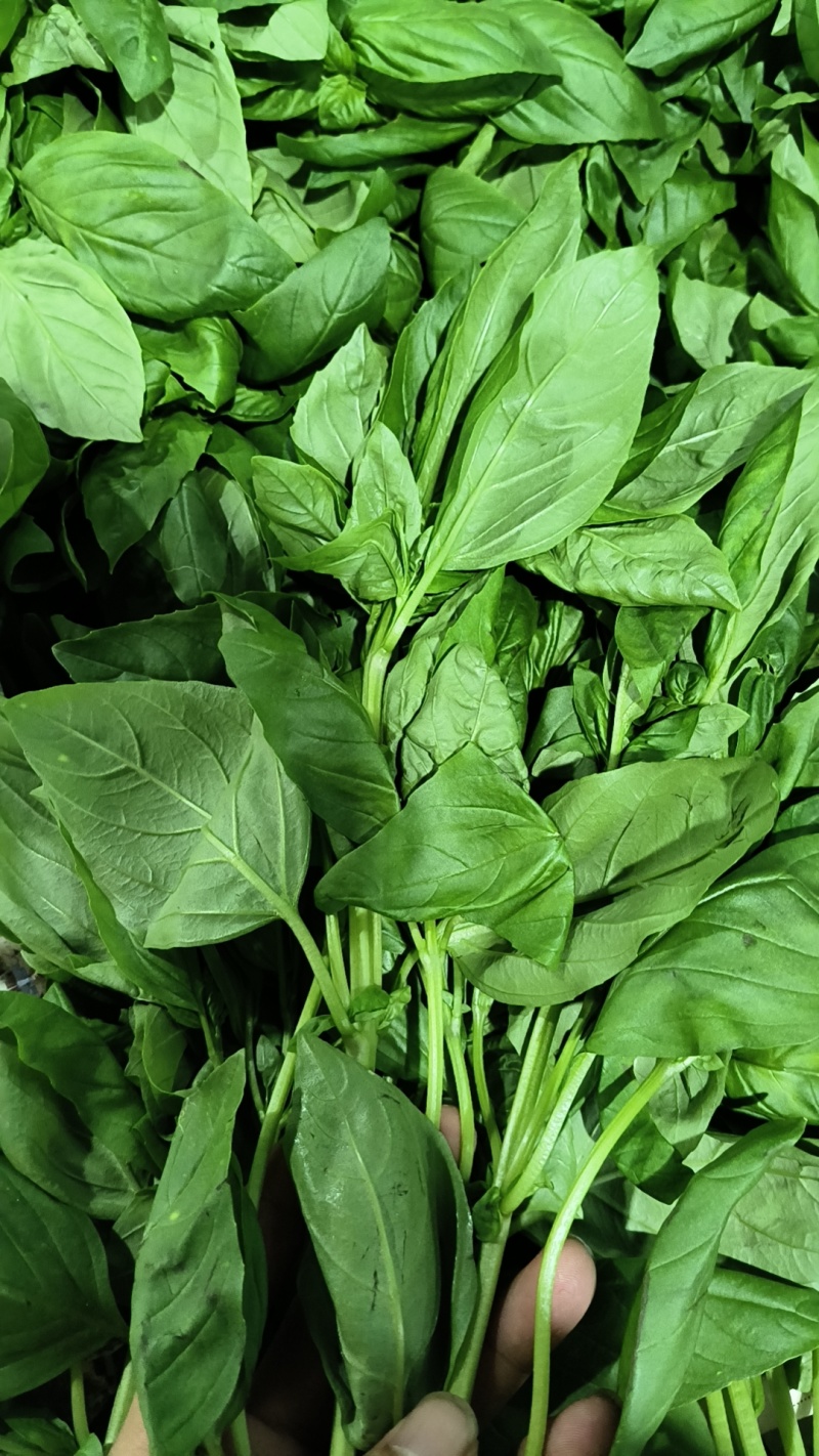 罗勒叶，特菜，泰国菜，花苗，