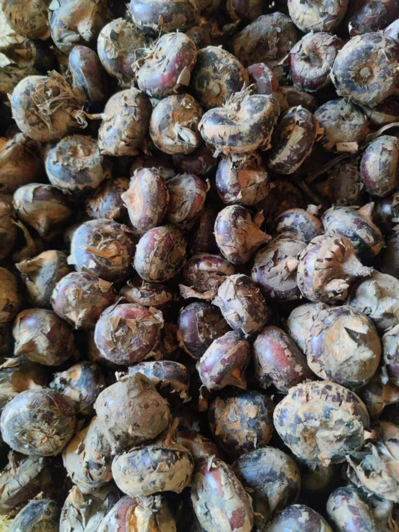 精选安徽珍珠马蹄，口感脆甜奶香，质量特别棒。