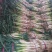 长白大葱