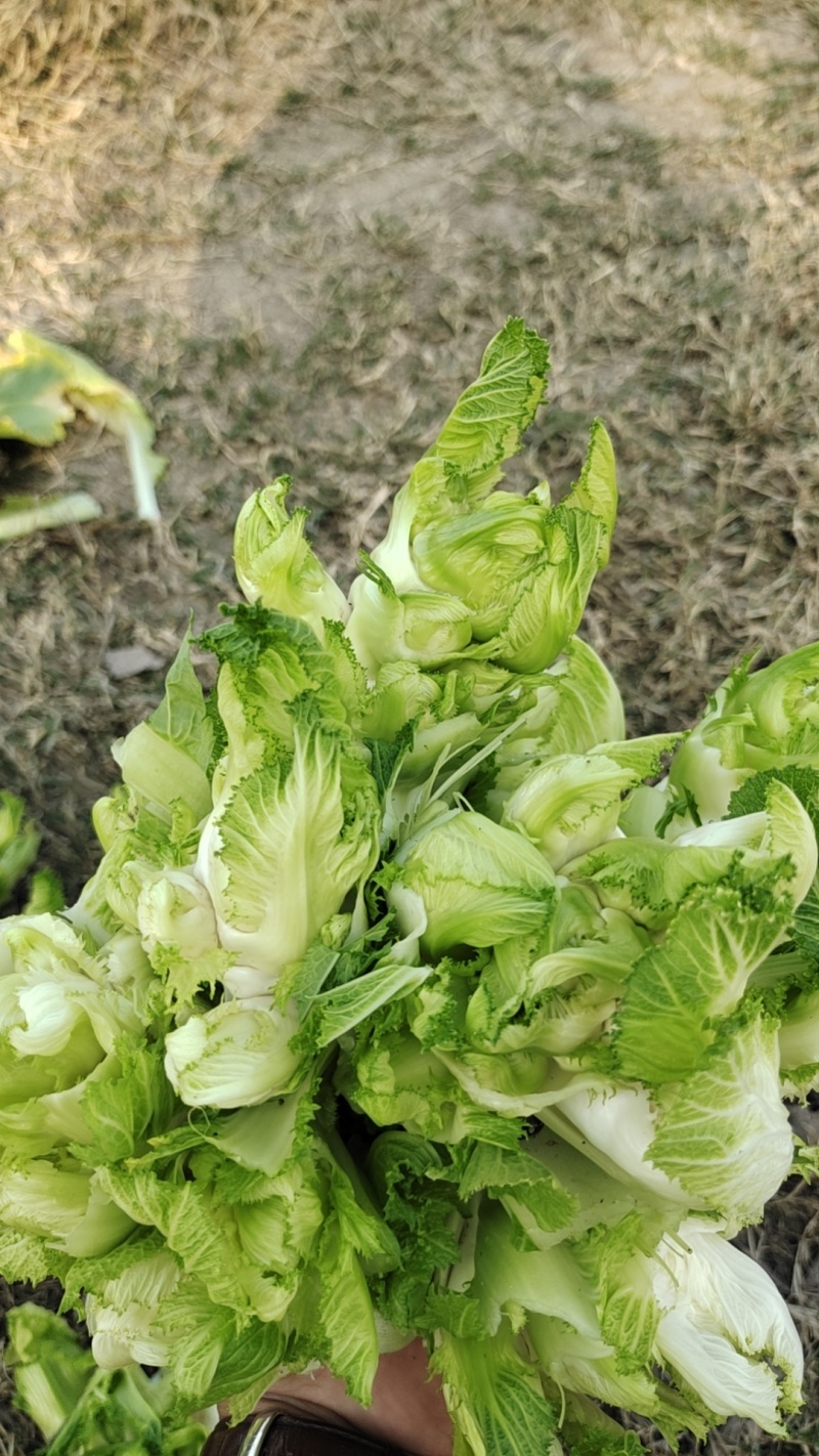 儿菜