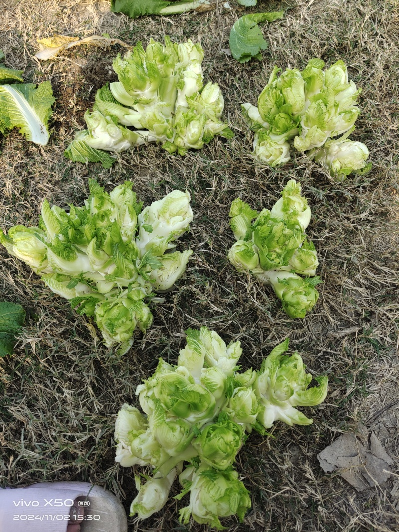 儿菜