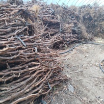 大葡萄树占地大葡萄树巨峰大葡萄树蜜汁大葡萄树