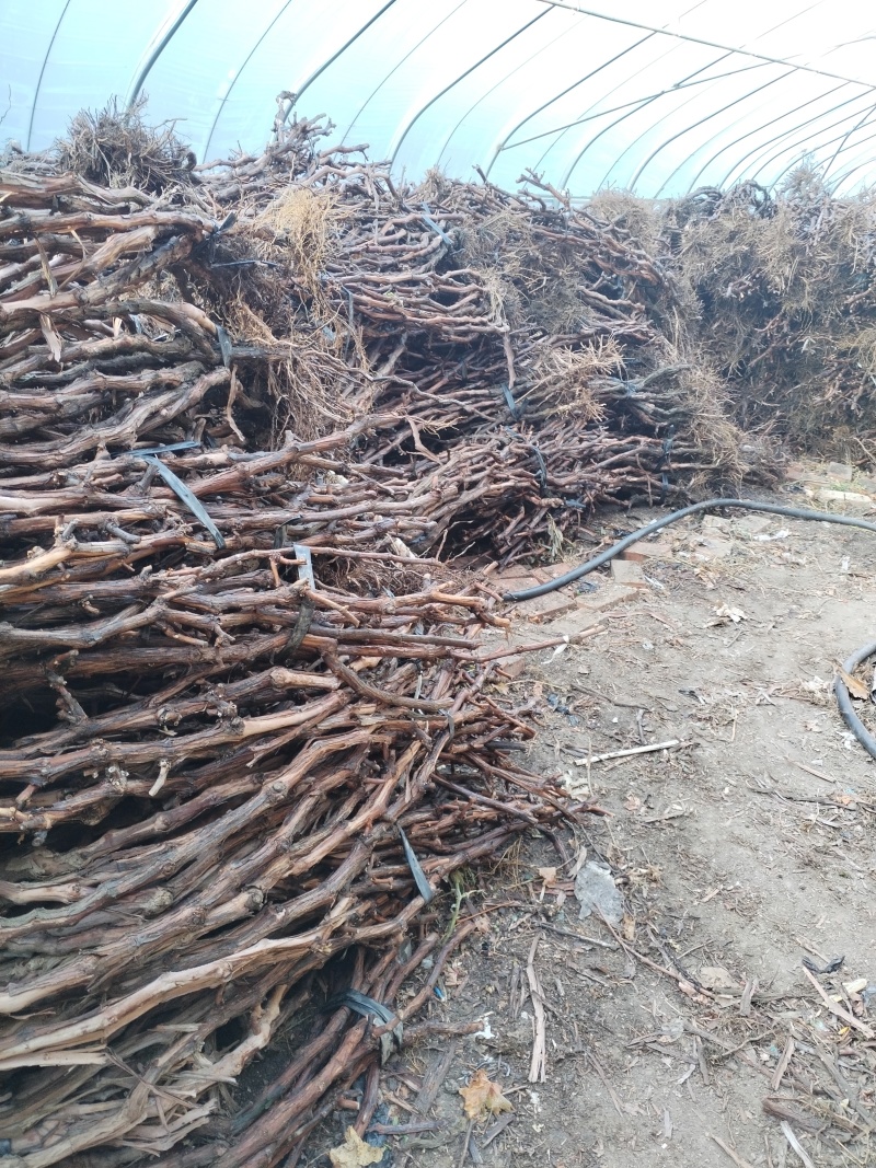 大葡萄树占地大葡萄树巨峰大葡萄树蜜汁大葡萄树