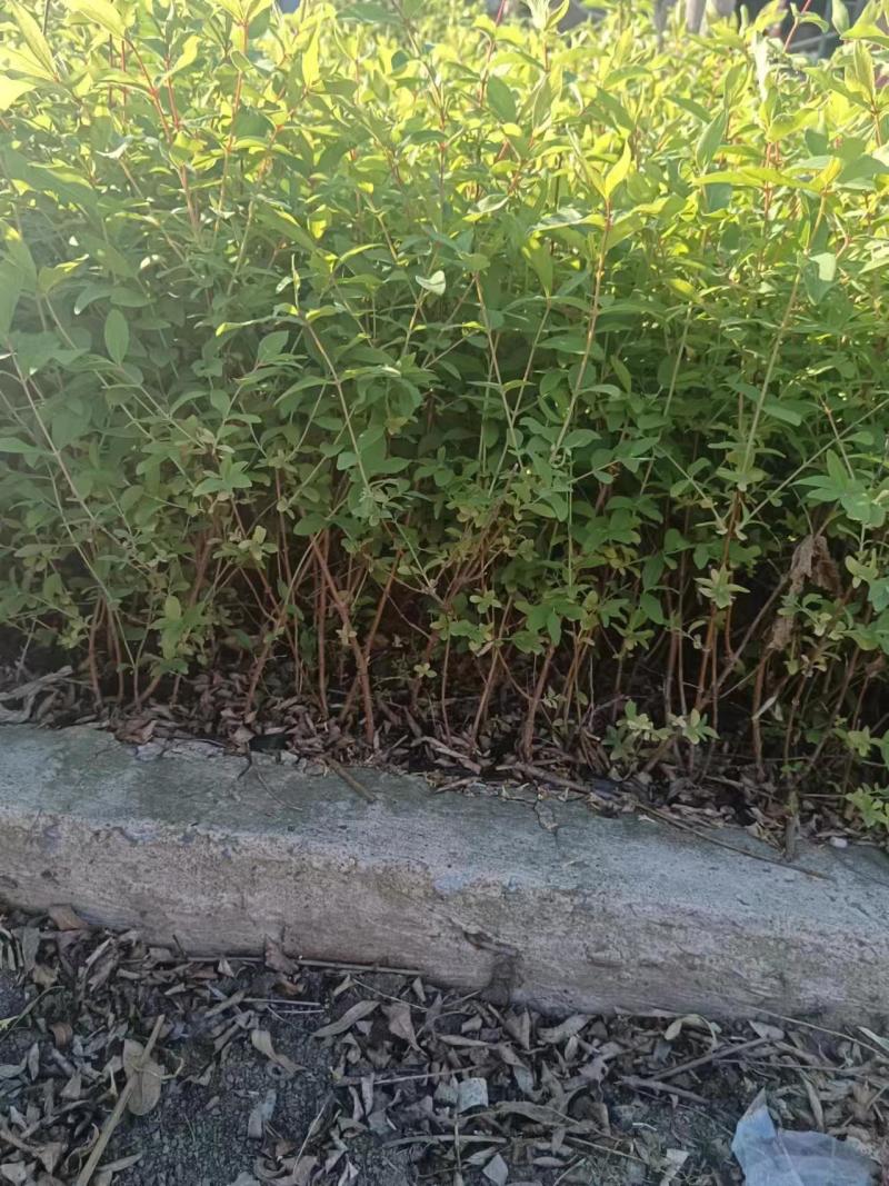 蓝靛果苗蓝精，货源充足，产地直发，诚信经营，欢迎客商来电