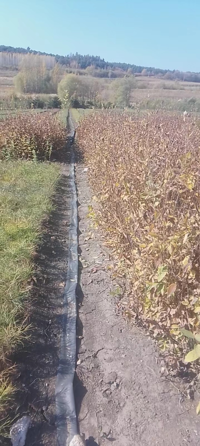 蓝靛果苗蓝精，货源充足，产地直发，诚信经营，欢迎客商来电