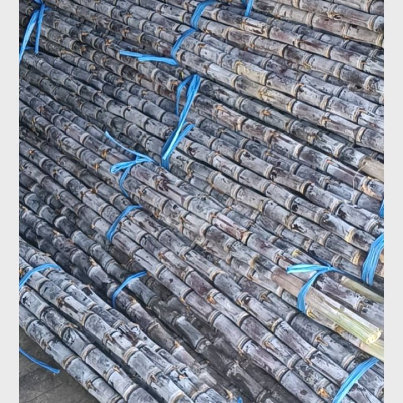 电商韶关市黑皮甘蔗自家种的100亩地，专业电商一条龙服务