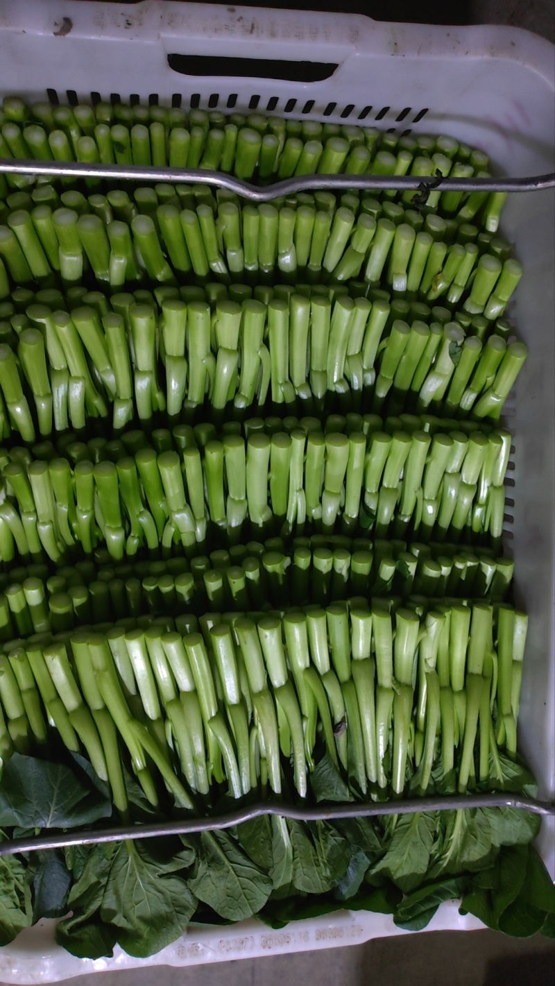 菜心