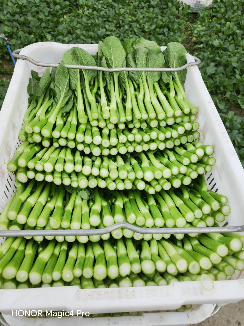 菜心