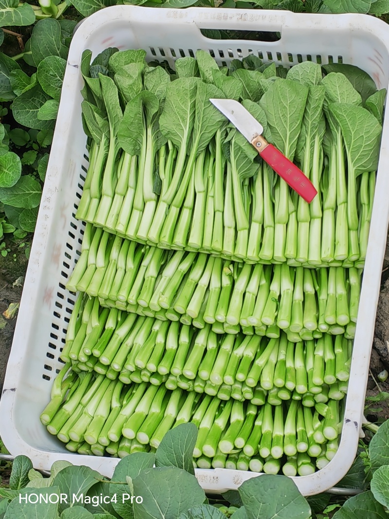 菜心