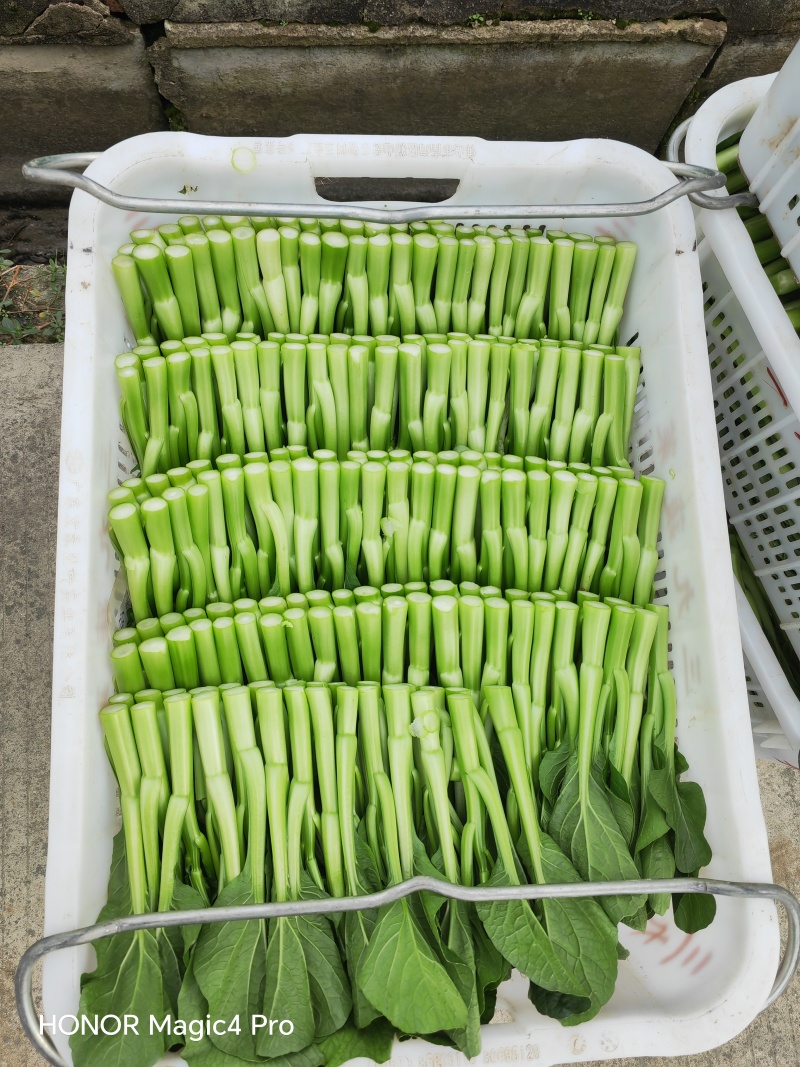 菜心