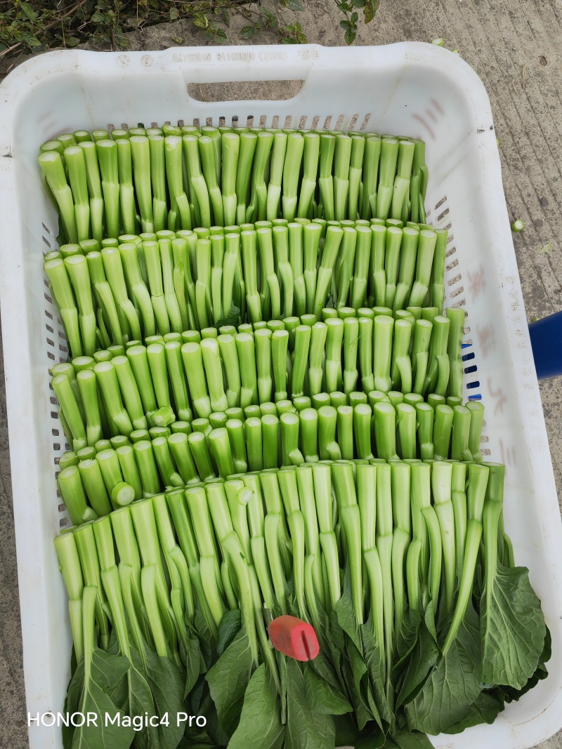 菜心