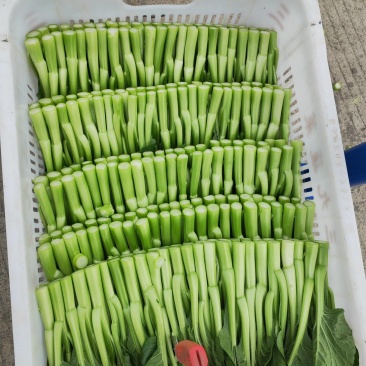菜心