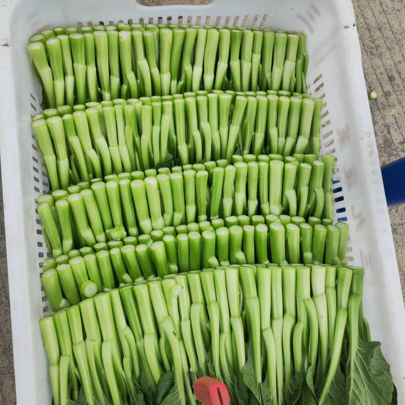 菜心