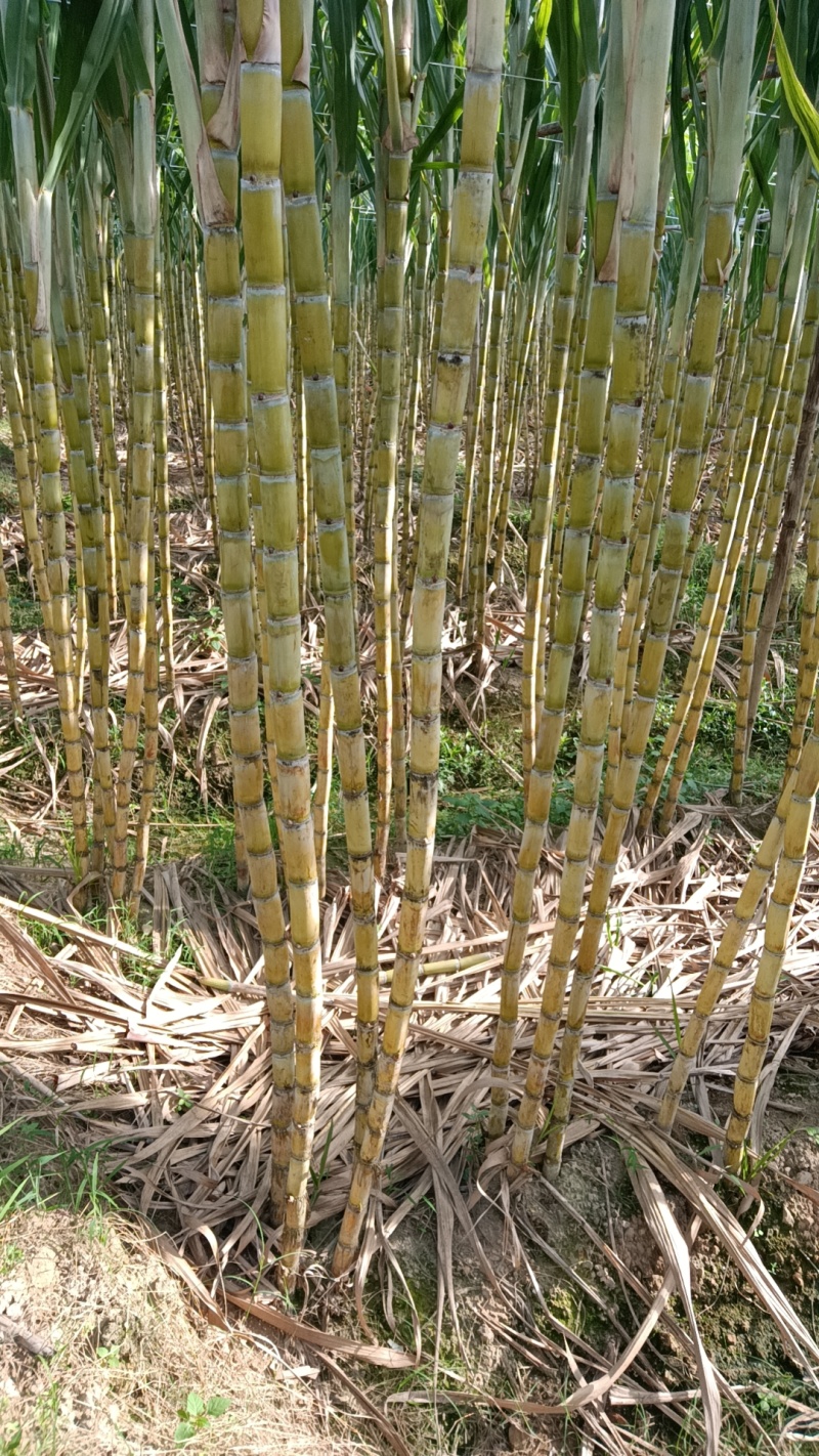 韶关黄皮甘蔗无裂口不红心适合{电商}和市场，有需要的来电