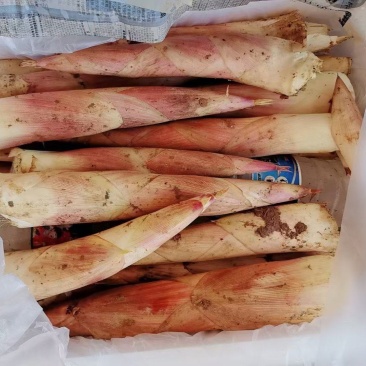 冬笋大量供应