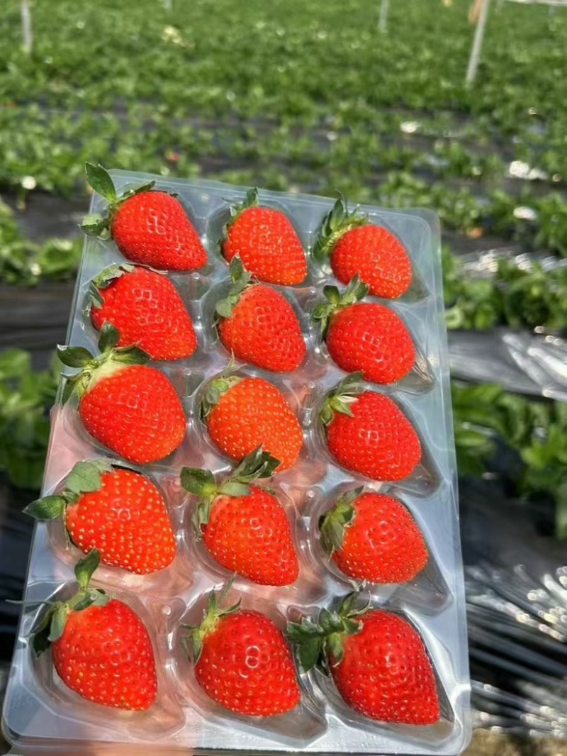 四川牛奶草莓，白草莓，巧克力草莓，成都草莓基地