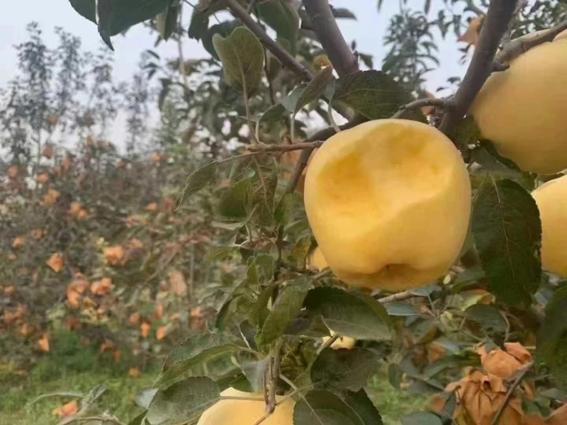 山东优质维纳斯苹果，产地一手货源保质保量支持全国发货