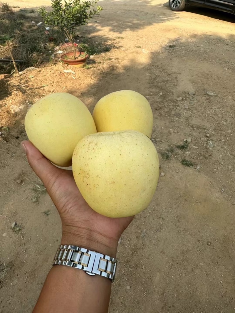 山东优质维纳斯苹果，产地一手货源保质保量支持全国发货