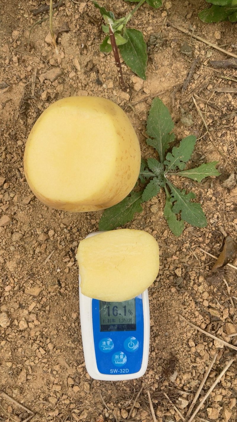 山东优质维纳斯苹果，产地一手货源保质保量支持全国发货