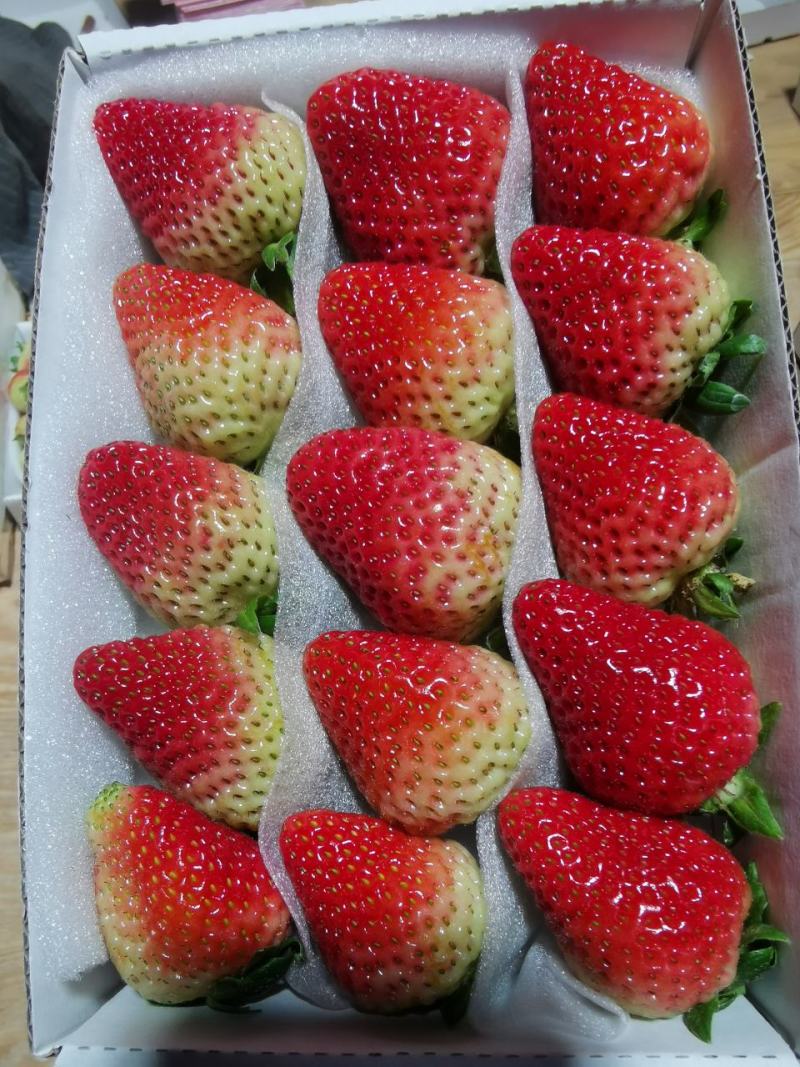 四川草莓奶油草莓冬草莓甜草莓货源充足欢迎联系
